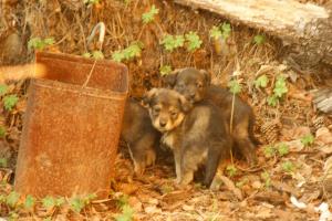 Прикачена снимка