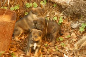 Прикачена снимка