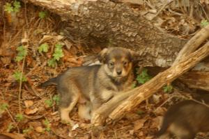 Прикачена снимка