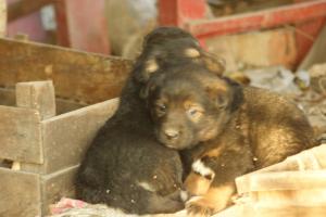 Прикачена снимка