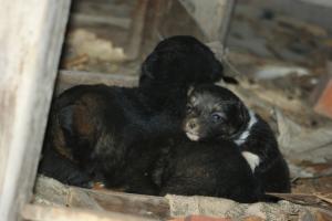 Прикачена снимка