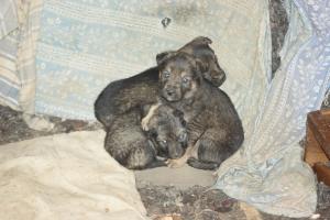 Прикачена снимка