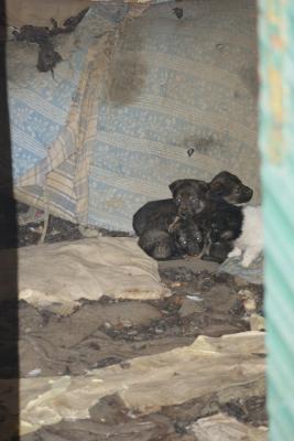 Прикачена снимка