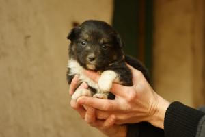 Прикачена снимка