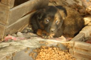 Прикачена снимка