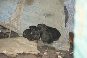 Прикачена снимка