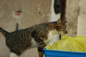 Прикачена снимка