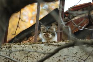 Прикачена снимка