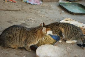 Прикачена снимка