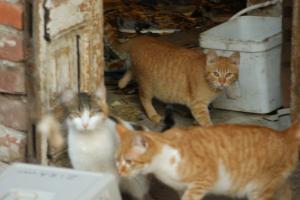 Прикачена снимка