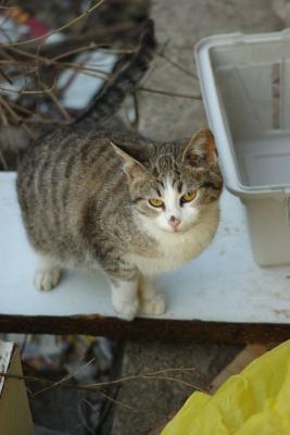 Прикачена снимка