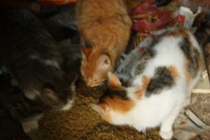 Прикачена снимка