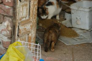 Прикачена снимка