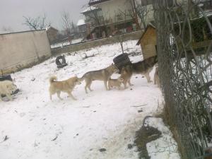 Прикачена снимка