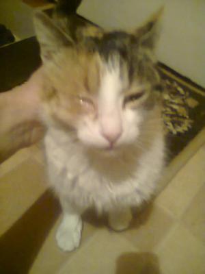 Прикачена снимка