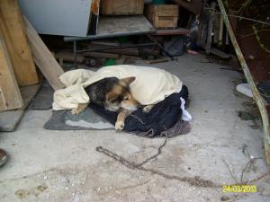 Прикачена снимка