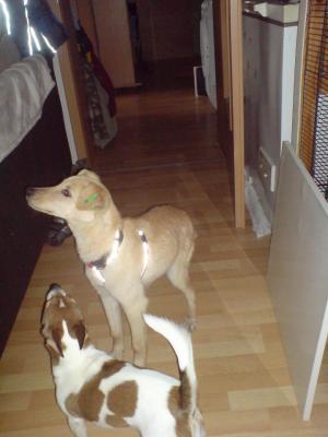 Прикачена снимка