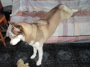 Прикачена снимка