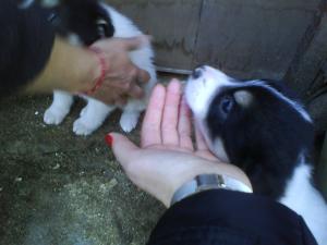 Прикачена снимка