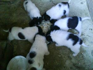 Прикачена снимка