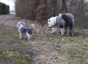 Прикачена снимка