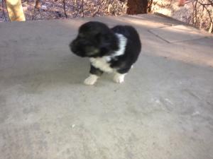 Прикачена снимка