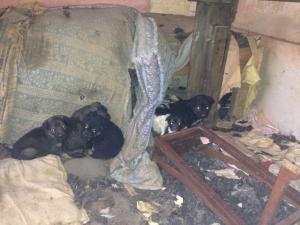 Прикачена снимка