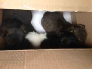 Прикачена снимка