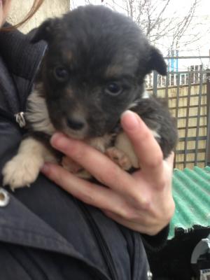 Прикачена снимка