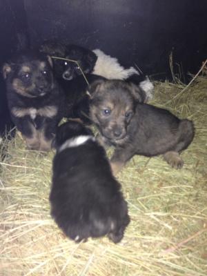 Прикачена снимка