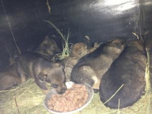 Прикачена снимка