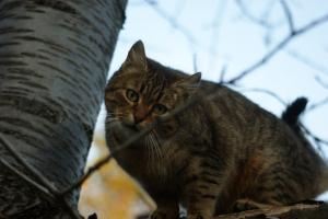 Прикачена снимка