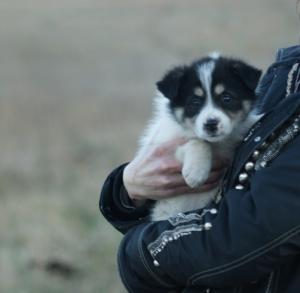 Прикачена снимка