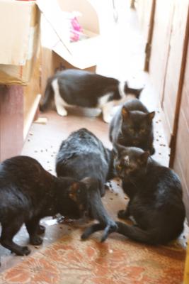 Прикачена снимка