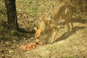 Прикачена снимка