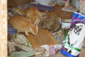 Прикачена снимка