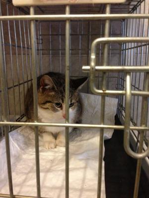 Прикачена снимка