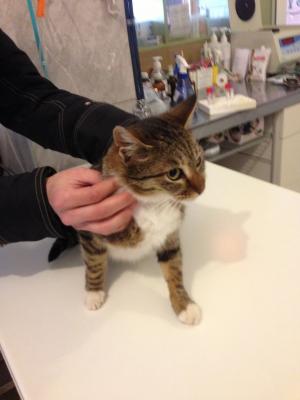 Прикачена снимка