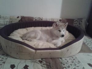 Прикачена снимка
