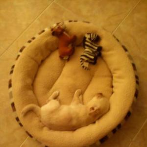 Прикачена снимка