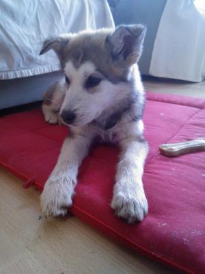 Прикачена снимка