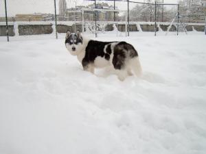 Прикачена снимка