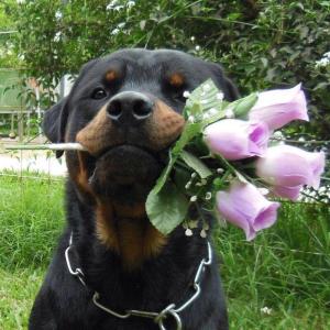 Прикачена снимка
