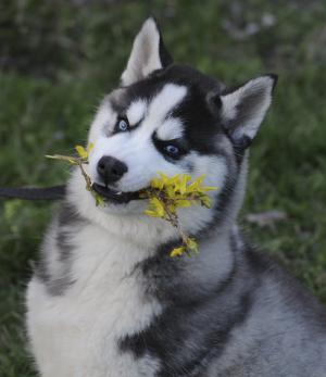 Прикачена снимка