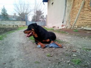 Прикачена снимка