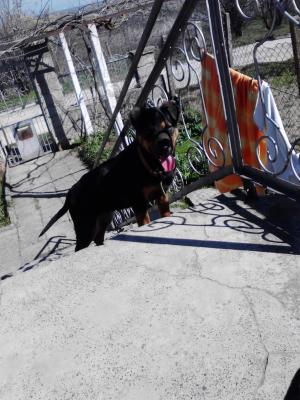 Прикачена снимка