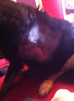 Прикачена снимка