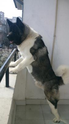 Прикачена снимка