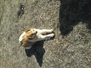 Прикачена снимка