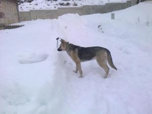 Прикачена снимка